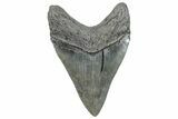 Serrated, Fossil Megalodon Tooth - South Carolina #289345-2